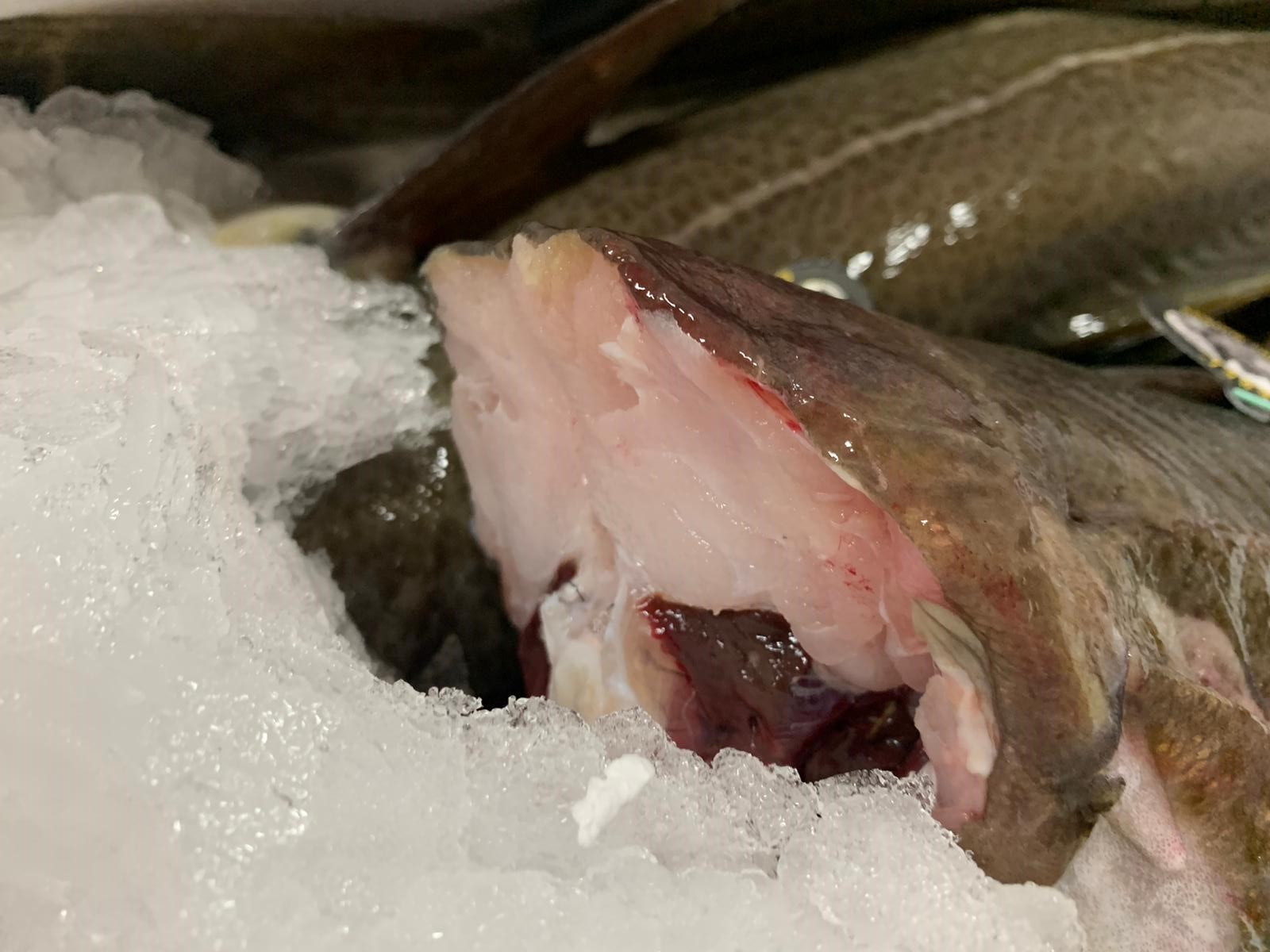 bacalao skrei 2