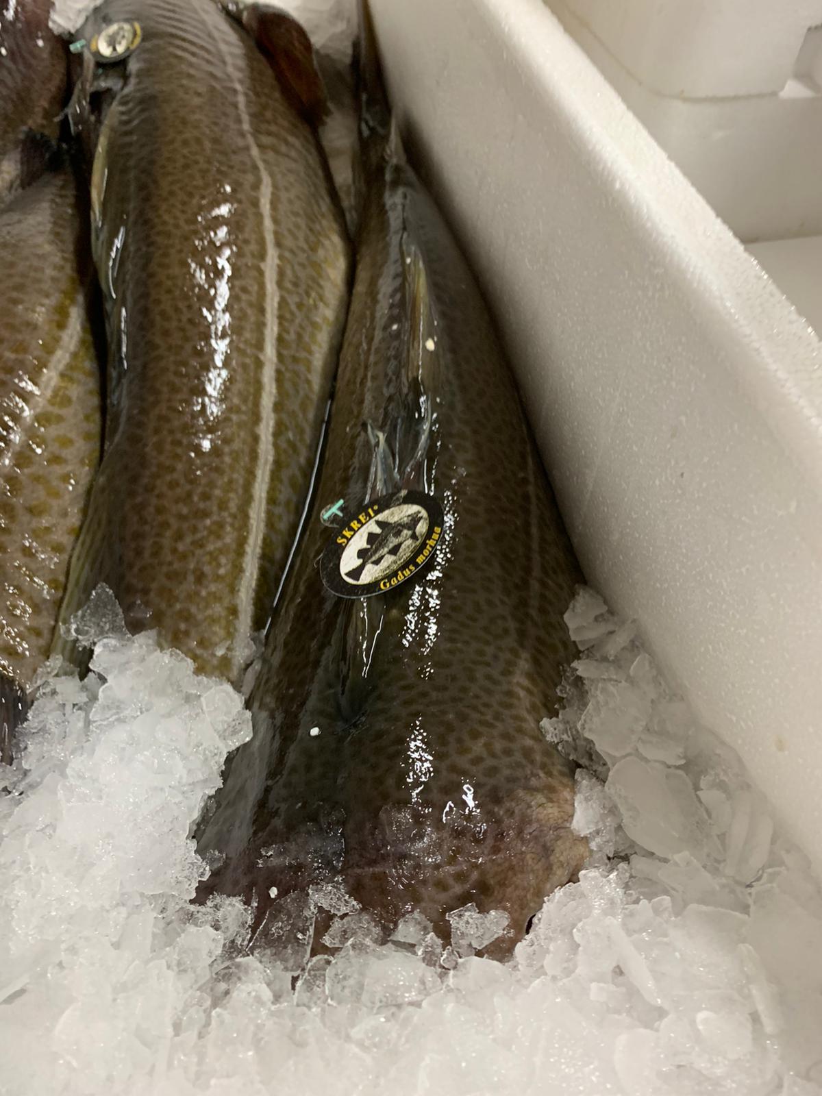 bacalao skrei 3